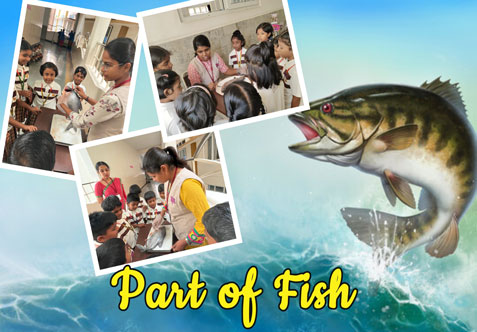 The young learners of Grade I joyfully explored the different parts of a fish through an exciting and interactive hands-on activity.