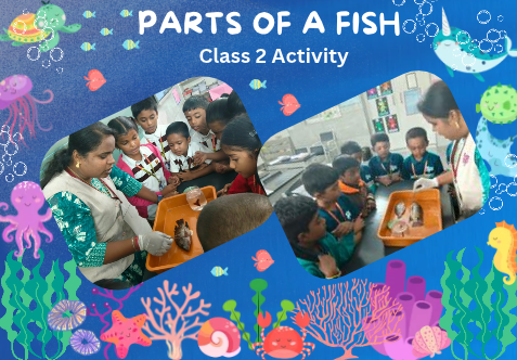 A hands-on learning experience was conducted using a real fish. The children observed and identified its main parts, including fins, gills, scales, and tail. Through practical observation and guided discussion, the children understood the functions of each part and gained a better understanding of how fish survive and move in water.